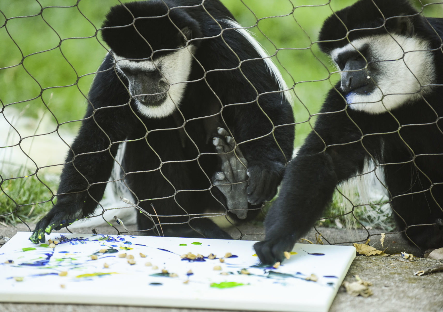 080919-mda-nws-monkey-07.jpg